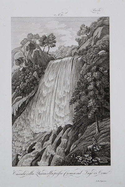 Bos Scythicus / Bubali Iuvenci. Iunge Buffel