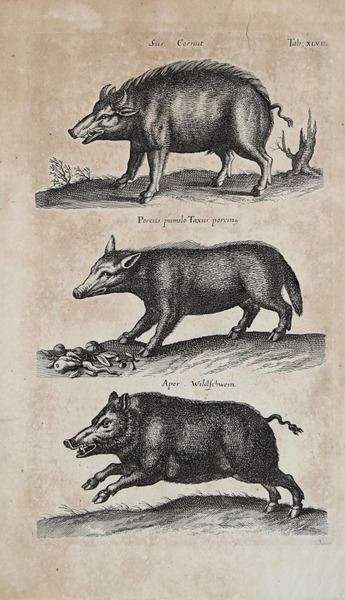 Sus Cornut. - Porcus pumilo Taxus porcino - Aper. Wildschwein