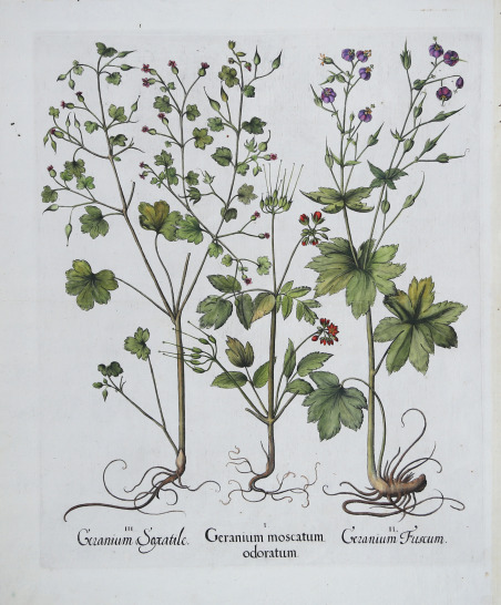 Geranium Saxatile-Geranium moscatum odoratum-Geranum Fuscum