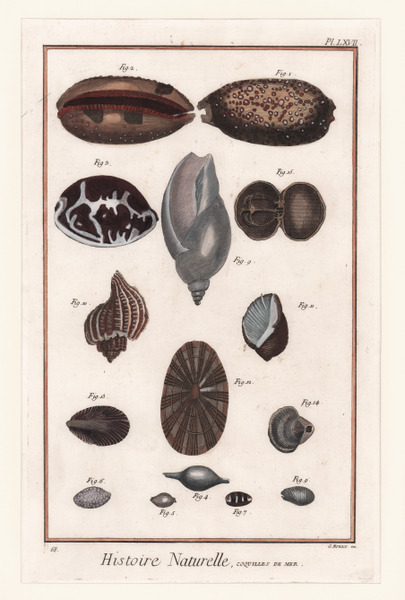 Histoire Naturelle, Coquilles de Mer