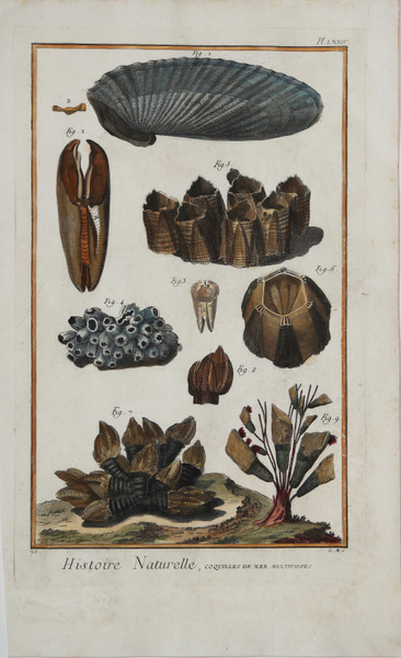 Histoire Naturelle, Vers Testacés à Coquille Bivalve irrégulière