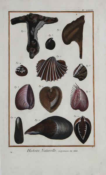 Histoire Naturelle, Coquilles de Mer