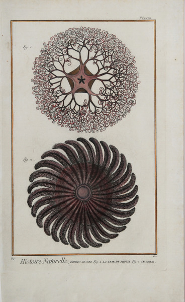 Histoire Naturelle, Étoiles de Mer Fig. 1 La Téte de …