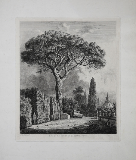 Pine in the Colonna Gardens, Rome