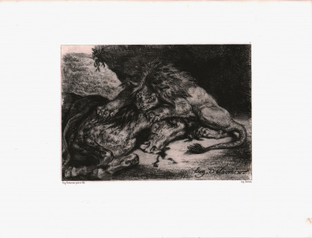 Leone che divora un cavallo arabo