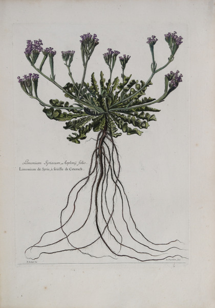 Limonium Syriacum, Asplenij Folio.
