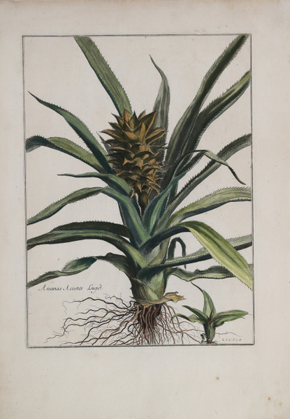 Ananas Acostae Lugo