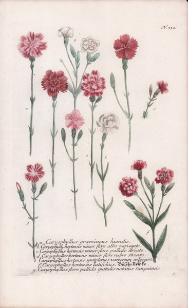 Caryophyllus gramineus humilis