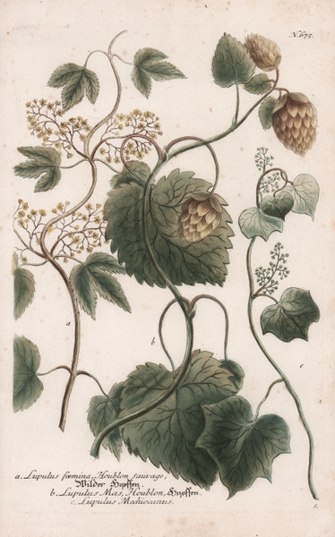 Lupulus foemina, Houblon Sauvage.