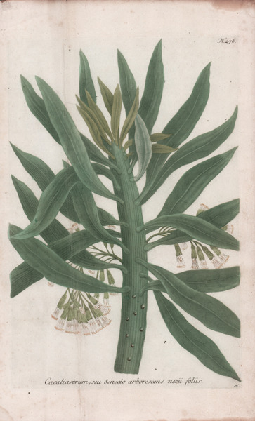 Cacaliastrum, seu Senecio arborescens nerii foliis