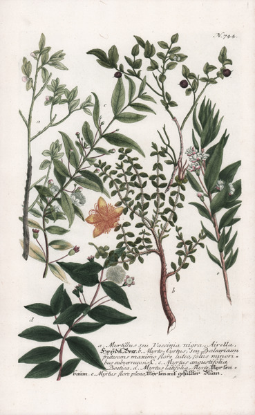 Myrtillus seu Vaccinia nigra, Airella.