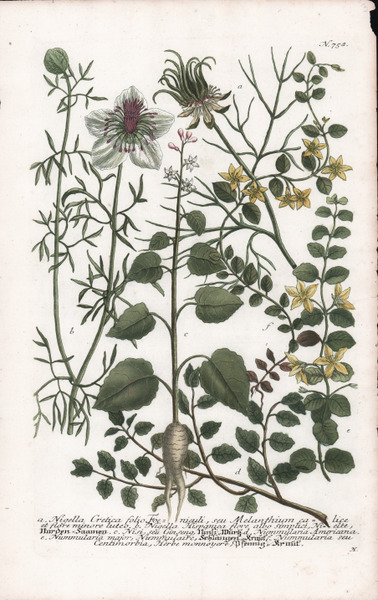 Nigella Cretica folio Foeniculi.