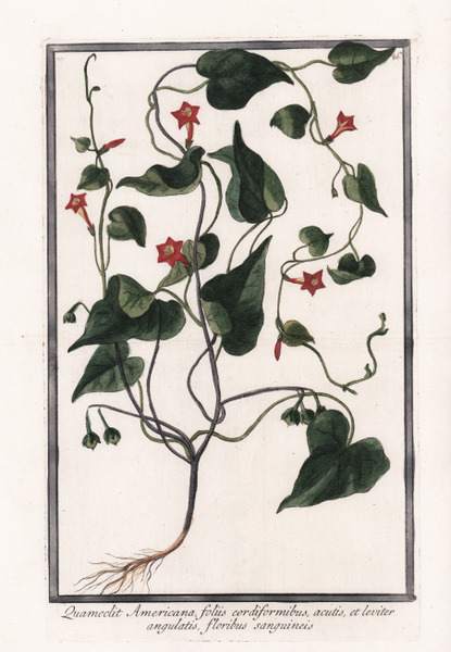 Quamoclit Americana foliis cordiformibus, acutis, et leviter angulatis, floribus sanguineis