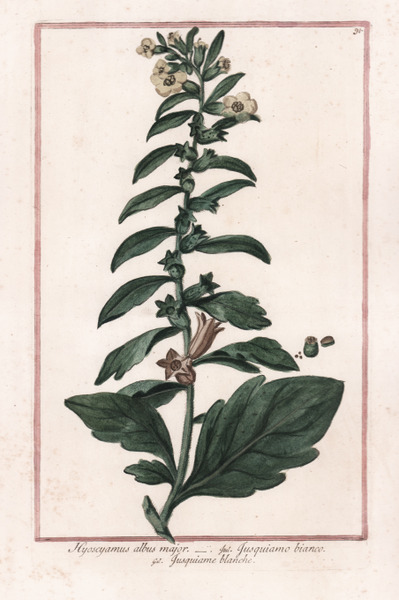 Hyoscyamus albus major.