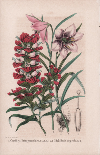 Castilleja lithospermoides