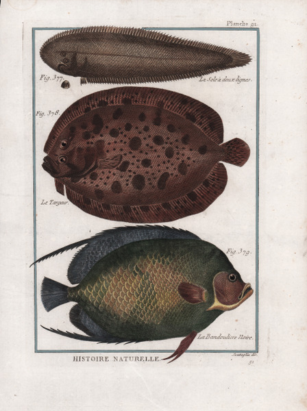 La Sole à deux lignes. Le Targeur. Le Bandouliere Noire.