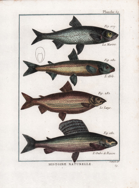 La Marène. L'Able. Le Large. L'Ombre de Riviere.