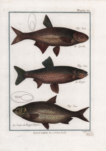 Le Spirlin. L'Aspe. La Carpe de Buggenhagen.