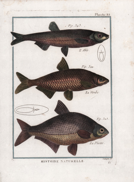 L'Able. La Vimbe. La Plestie.