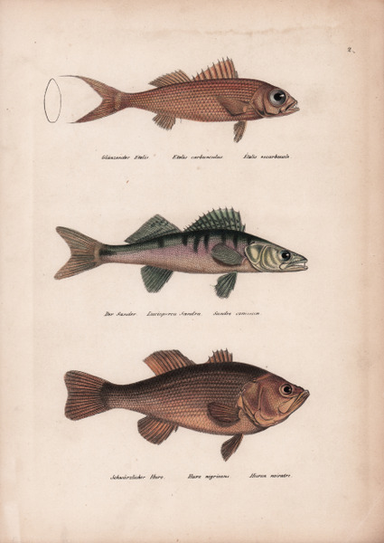 Carte Administrative de la France divisé en 110 départements.