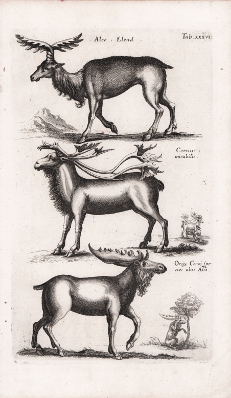 Alce Elend / Cervus mirabilis / Orijx Cervus species aliis …