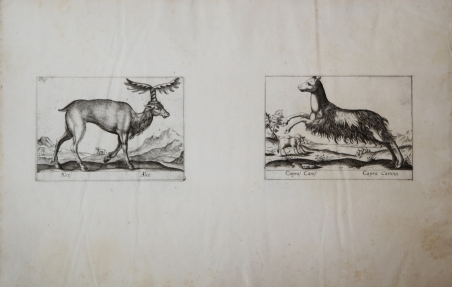 Alces Alce / Capras Canis Capra Canina