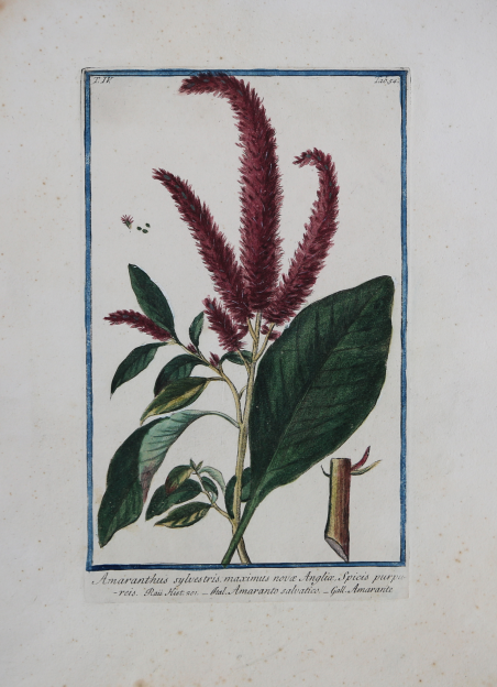 Amaranthus sylvestris, maximus novae Anglio, Spicis purpureis