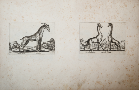 Camellus pardis Giraffa / Camellus Indicus Camello d'India