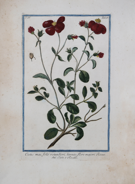 Cistus mas, folio rotundiori, hirsuto, flore majori Roseo