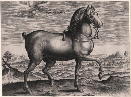 Equus Germanus