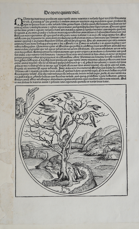 Il quinto giorno, la creazione dei pesci e degli uccelli