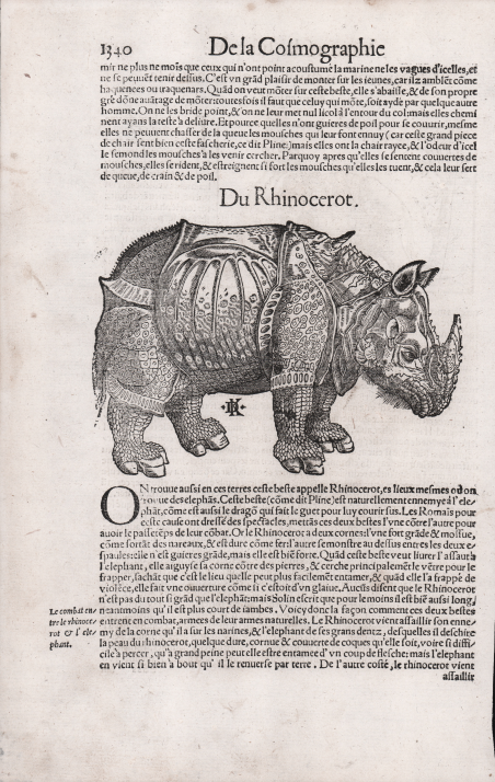 Il Rinoceronte