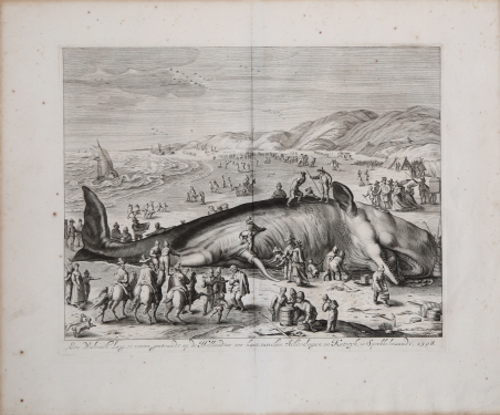 La Balena spiaggiata sulle coste olandesi