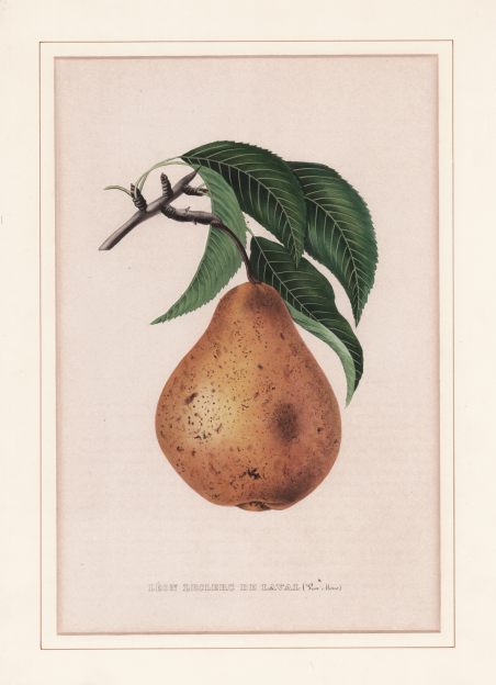 Léon Leclerc de Laval