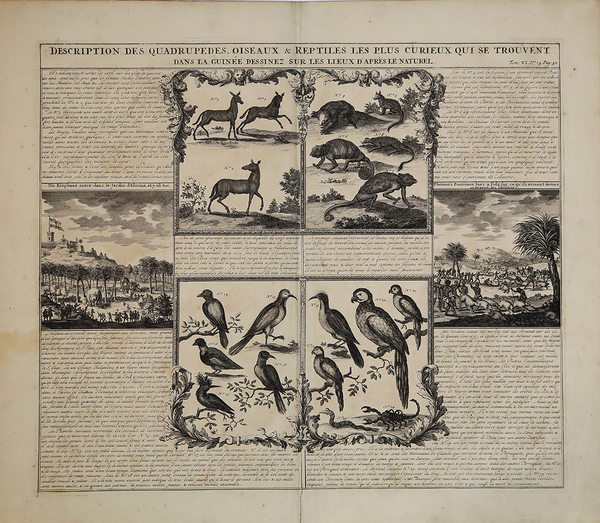 Description des quadrupedes, oiseaux & reptilese les plus curieux qui …