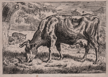 Mucca al pascolo