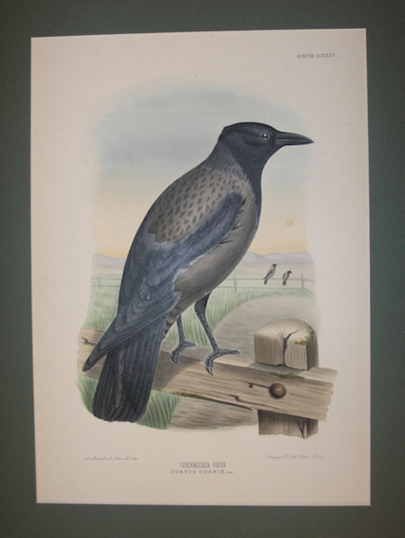 Cornacchia Bigia Corvus Cornix