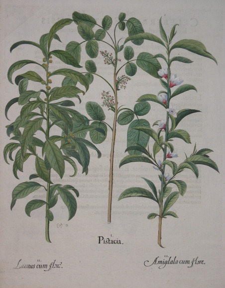 Pistacia - Laurus cum flore - Amigdala cum flore