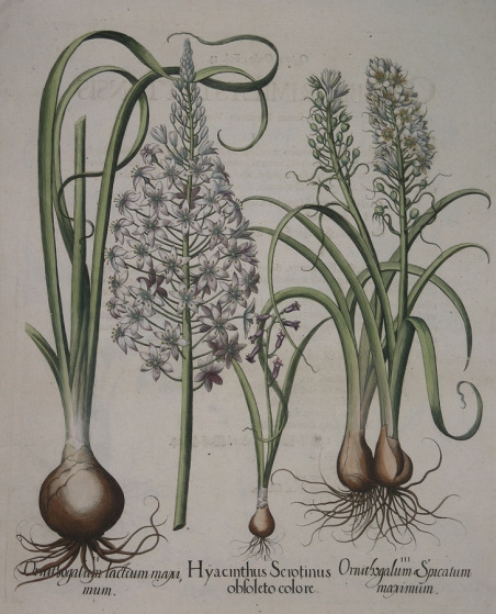 Hyacinthus Serotinus - Ornithogalum lactum & Spicatum maximum