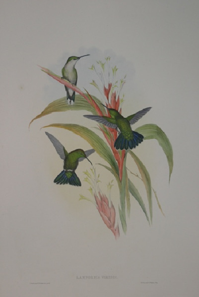 Lampornis Viridis