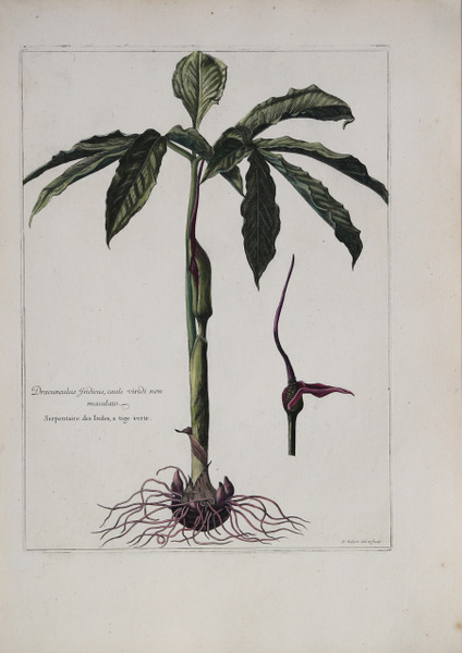 Dracunculus Indicus, caute viridi non maculato.