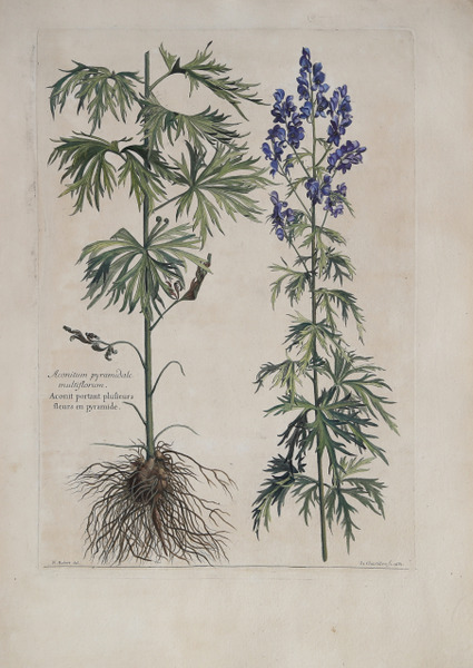 Aconitum pyramidale multiflorum.