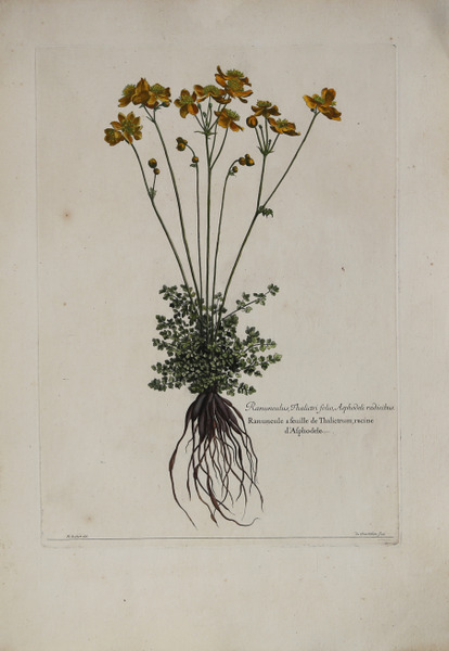 Ranunculus, thalictri folio, Asphodeli radicibus.