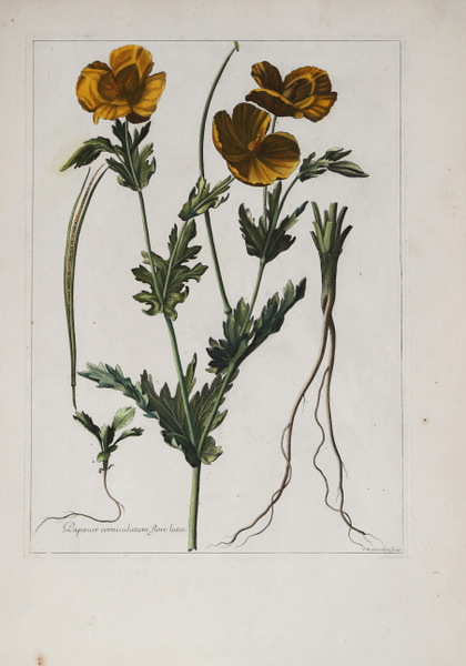 Pauper corniculatum, flore luteo.