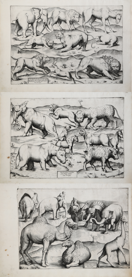 Tabula I (III) animalium.