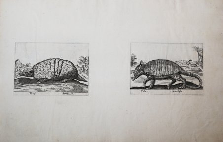Tatus Armadello /Tatus Armadiglio