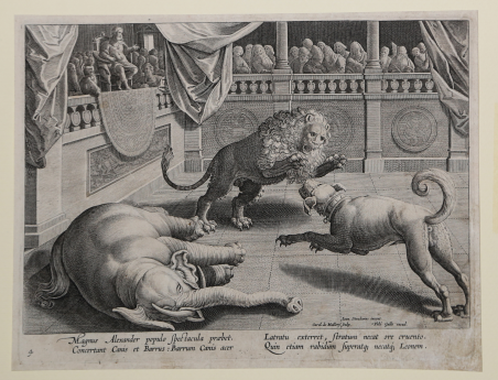 Un cane sconfigge nell’arena, al cospetto di Alessandro Magno, un …