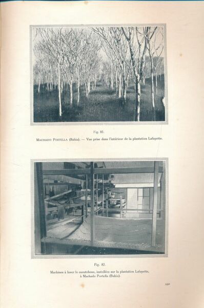 Culture et exploitation du caoutchouc au Brésil