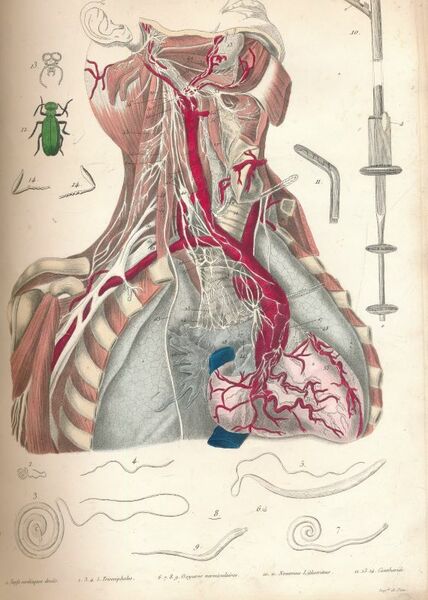 La médecine pittoresque. Recueil de 91 planches couleurs