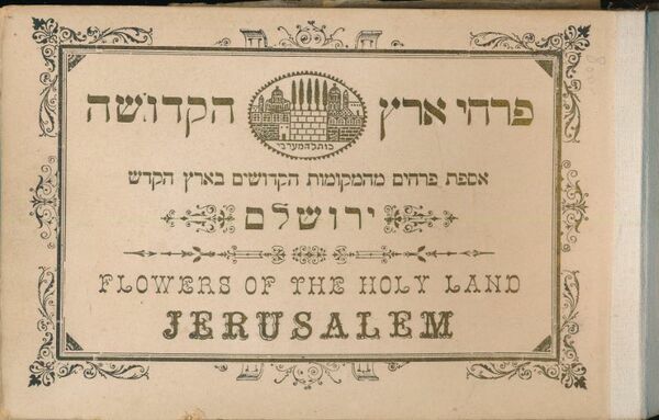 Flowers of the holy land. Jerusalem